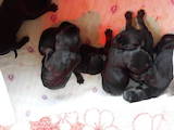 Собаки, щенки Доберман, цена 2200 Грн., Фото
