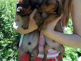 Собаки, щенята Гладкошерста мініатюрна такса, ціна 1500 Грн., Фото