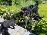 Собаки, щенята Міттельшнауцер, ціна 500 Грн., Фото
