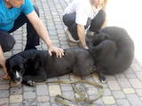Собаки, щенята Кане Корсо, Фото
