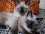 Кішки, кошенята Меконгській бобтейл, ціна 2400 Грн., Фото