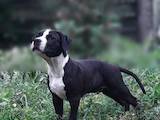 Собаки, щенки Американский стаффордширский терьер, цена 5000 Грн., Фото