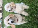Собаки, щенки Большой пудель, цена 26 Грн., Фото