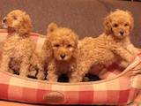 Собаки, щенки Малый пудель, цена 13100 Грн., Фото