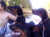Собаки, щенки Доберман, цена 8000 Грн., Фото