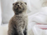 Кошки, котята Шотландская короткошерстная, цена 1800 Грн., Фото