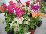 Домашні рослини Декоративні рослини, ціна 140 Грн., Фото