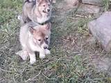 Собаки, щенки Восточно-Сибирская лайка, цена 1100 Грн., Фото
