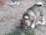 Собаки, щенки Восточно-Сибирская лайка, цена 1100 Грн., Фото