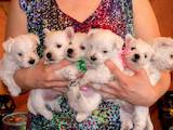 Собаки, щенки Вестхайленд уайт терьер, цена 8000 Грн., Фото