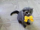 Кошки, котята Британская короткошерстная, цена 300 Грн., Фото
