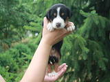Собаки, щенки Большой Швейцарский зенненхунд, цена 16000 Грн., Фото