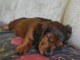 Собаки, щенята Довгошерста мініатюрна такса, ціна 900 Грн., Фото
