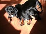 Собаки, щенята Довгошерста мініатюрна такса, ціна 900 Грн., Фото