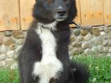 Собаки, щенки Восточно-Сибирская лайка, цена 500 Грн., Фото