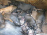 Собаки, щенки Жесткошерстная такса, цена 1000 Грн., Фото