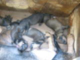 Собаки, щенки Жесткошерстная такса, цена 1000 Грн., Фото