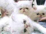 Кішки, кошенята Персидська, ціна 1100 Грн., Фото