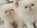Кошки, котята Персидская, цена 1100 Грн., Фото