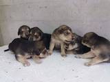 Собаки, щенята Різне, ціна 1500 Грн., Фото