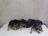 Собаки, щенки Разное, цена 1500 Грн., Фото