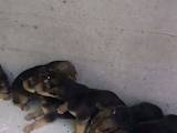 Собаки, щенята Різне, ціна 1500 Грн., Фото