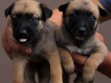 Собаки, щенки Бельгийская овчарка (Малинуа), цена 2000 Грн., Фото