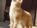 Собаки, щенята Акіта-іну, ціна 15000 Грн., Фото
