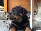 Собаки, щенята Ротвейлер, ціна 3000 Грн., Фото