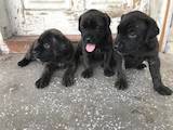 Собаки, щенки Кане Корсо, цена 3000 Грн., Фото