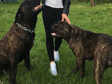 Собаки, щенята Кане Корсо, ціна 3000 Грн., Фото