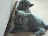 Кішки, кошенята Британська короткошерста, ціна 1500 Грн., Фото