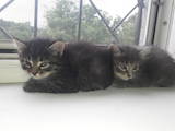 Кішки, кошенята Невідома порода, ціна 2 Грн., Фото