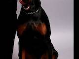 Собаки, щенята Доберман, ціна 5500 Грн., Фото