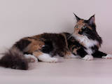 Кішки, кошенята Мейн-кун, ціна 6000 Грн., Фото