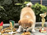Собаки, щенята Акіта-іну, ціна 25000 Грн., Фото