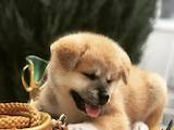 Собаки, щенята Акіта-іну, ціна 30000 Грн., Фото