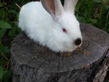Грызуны Кролики, цена 150 Грн., Фото