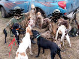 Собаки, щенята Англійський пойнтер, ціна 6000 Грн., Фото