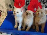 Кошки, котята Шотландская вислоухая, цена 400 Грн., Фото