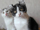 Кішки, кошенята Американський керл, ціна 8000 Грн., Фото