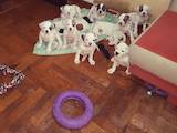 Собаки, щенки Американский бульдог, цена 8000 Грн., Фото