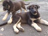 Собаки, щенки Восточно-Европейская овчарка, цена 6500 Грн., Фото