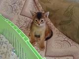 Кішки, кошенята Абіссінська, ціна 6500 Грн., Фото