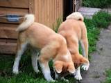 Собаки, щенята Акіта-іну, ціна 18000 Грн., Фото