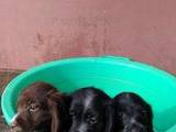 Собаки, щенята Російський спаніель, ціна 800 Грн., Фото