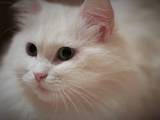 Кошки, котята Турецкая ангора, цена 700 Грн., Фото