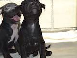 Собаки, щенята Стаффордширський бультер'єр, ціна 3000 Грн., Фото