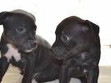 Собаки, щенки Стаффордширский бультерьер, цена 3000 Грн., Фото