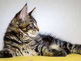 Кошки, котята Мэйн-кун, цена 3000 Грн., Фото